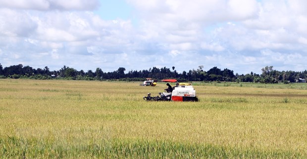 Sóc Trăng: Nông dân phấn khởi vì giá lúa Hè Thu tăng cao
